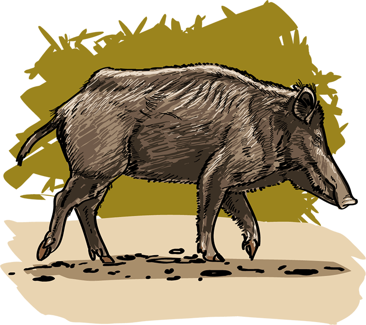 Wildschwein | wort.schule Wildschwein | wort.schule